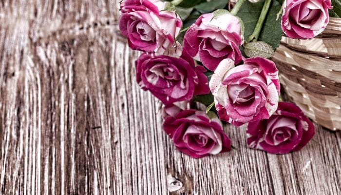 como cultivar minirrosas