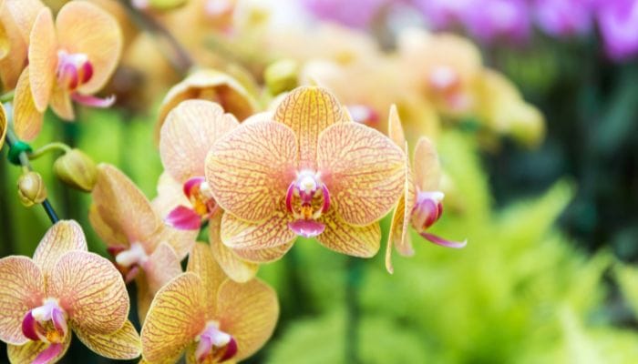 como fazer kokedama para orquídeas