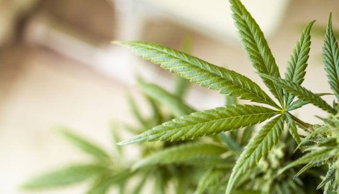 o que é erva daninha