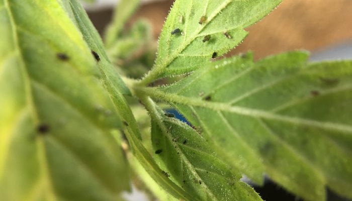 planta repelente de insetos