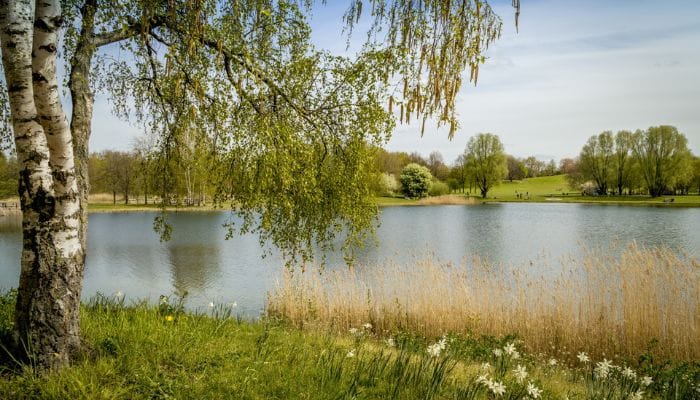 qual a melhor flor para plantar no jardim