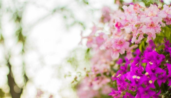 qual flor de jardim floresce o ano todo