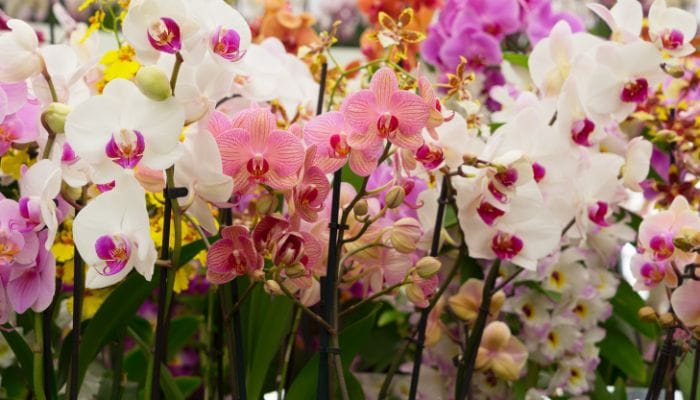 qual orquídea pode ser plantada na terra