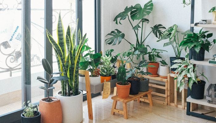 plantas para dentro de casa