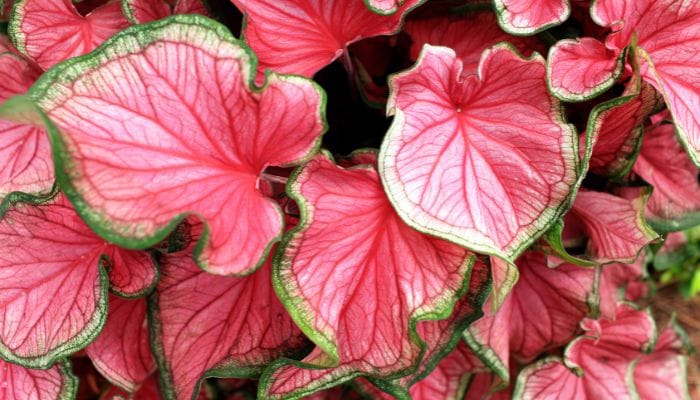 tipos de caladium