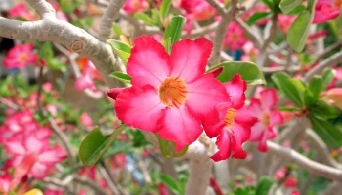 tipos de rosas-do-deserto