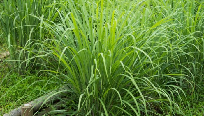 chá de cidreira da fazenda