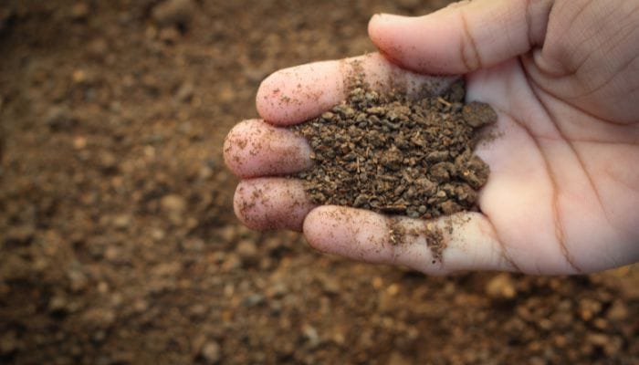 como adubar Kokedama