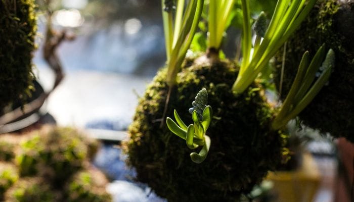 como fazer kokedama com bucha vegetal
