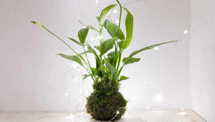 como fazer kokedama de Lírio da paz