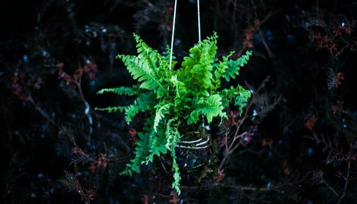 como fazer kokedama de samambaias