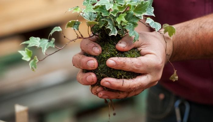 como molhar a kokedama