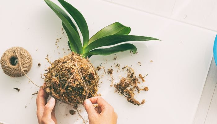 como preparar a terra para kokedama