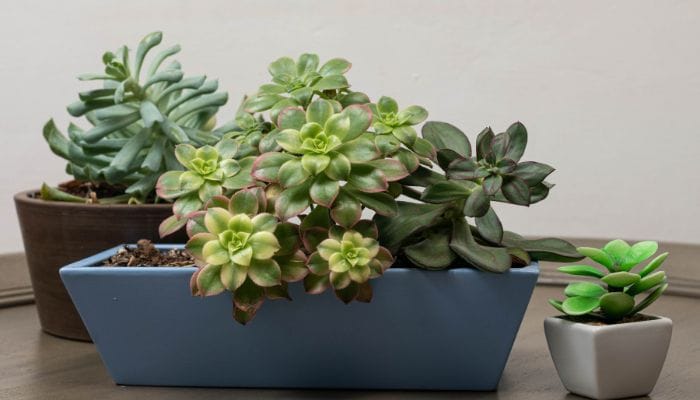 ideias de decoração com suculentas