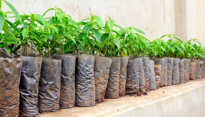 quais os cuidados com as mudas