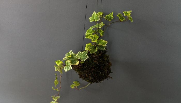 tipos de kokedama