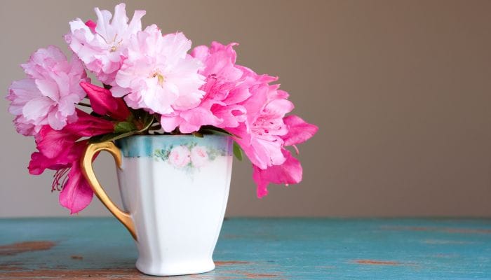 como cuidar de uma azaleia