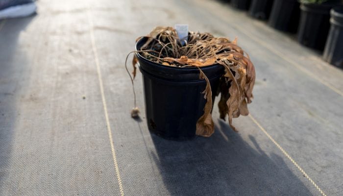 como saber se a planta morreu