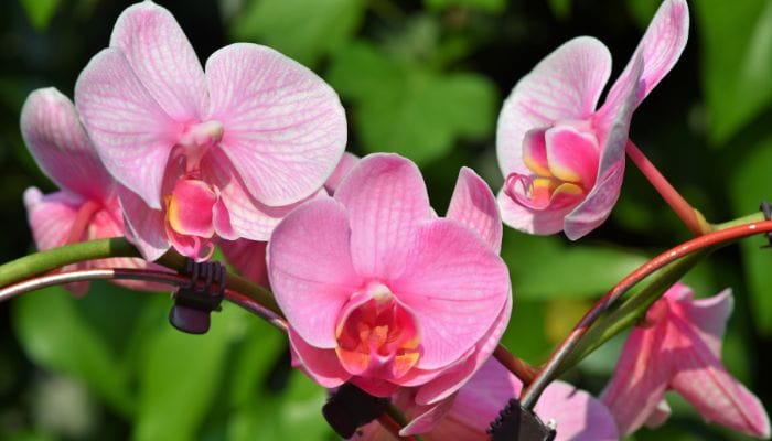 fertilizante para orquídeas