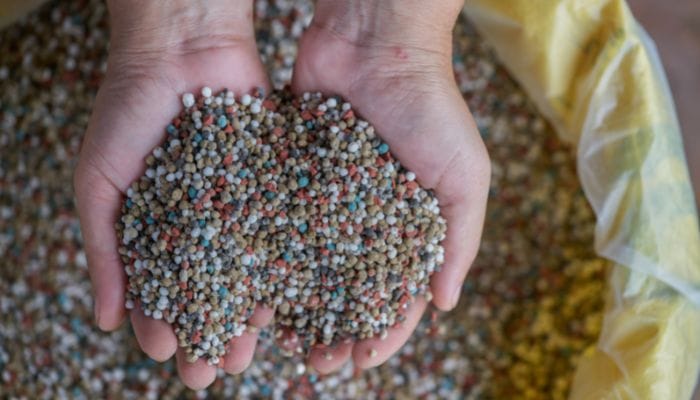 fertilizante para samambaia