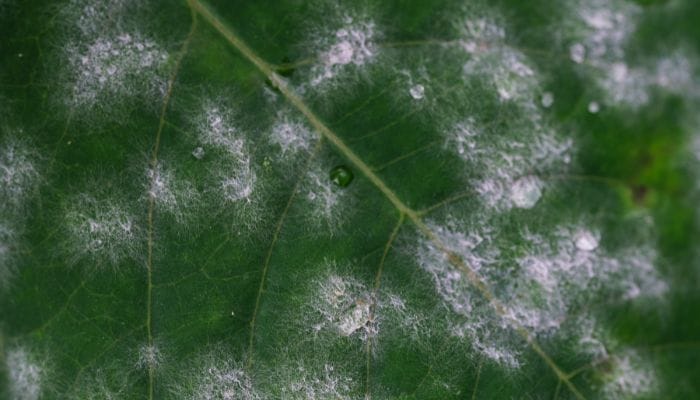 fungo branco nas plantas