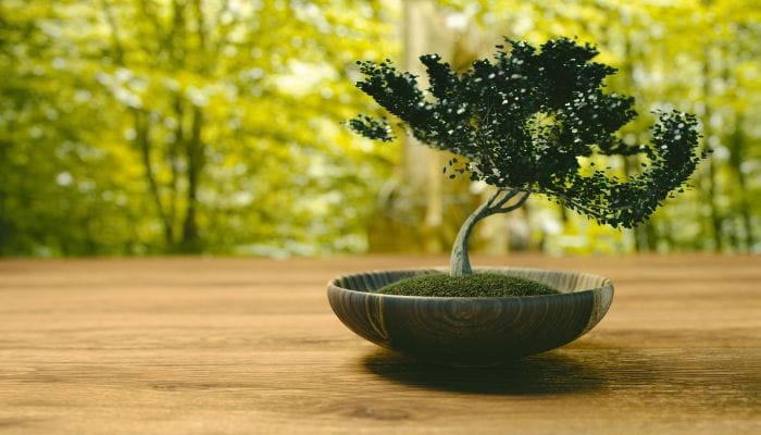 insumos bonsai