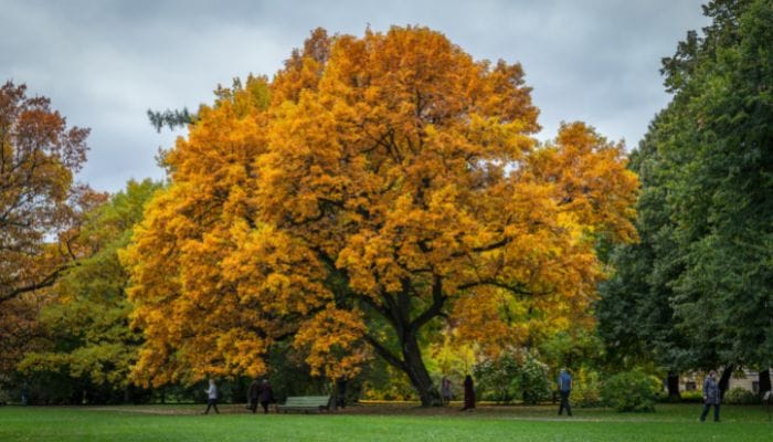 qual árvore para plantar na calçada