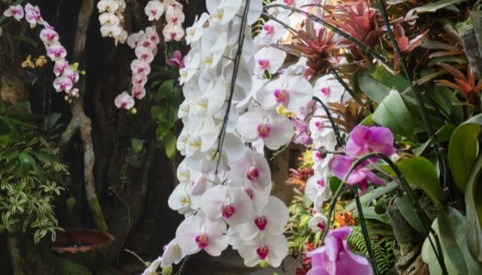 tipos de plantas ornamentais