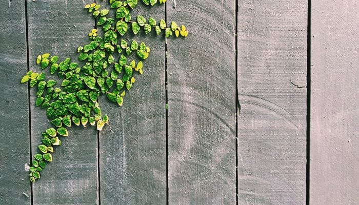 tipos de trepadeiras